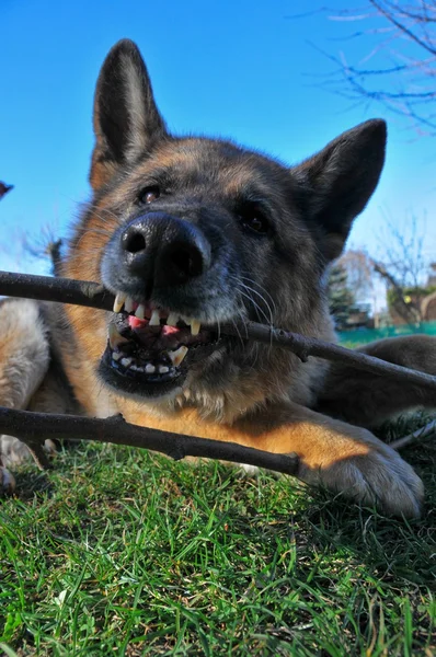 Alman çoban köpeği — Stok fotoğraf