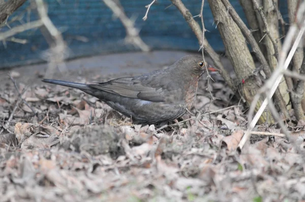 Amsel — Stockfoto