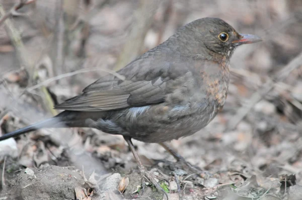 Bladvogel — Stockfoto