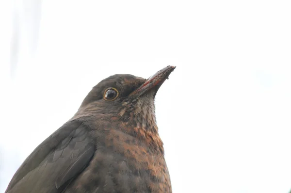 Amsel — Stockfoto