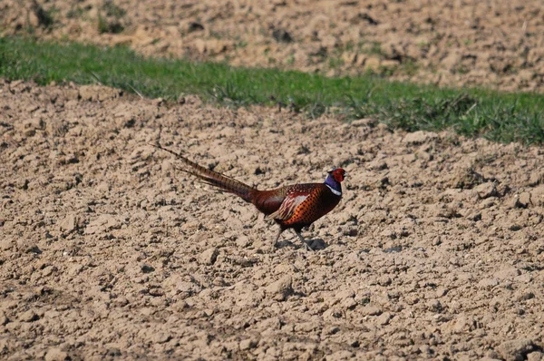 Pheasant — Stock Photo, Image
