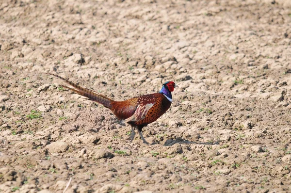 Pheasant — Stock Photo, Image