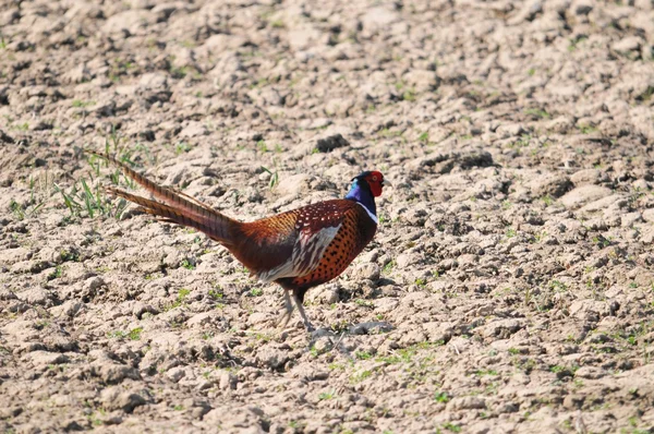 Pheasant — Stock Photo, Image