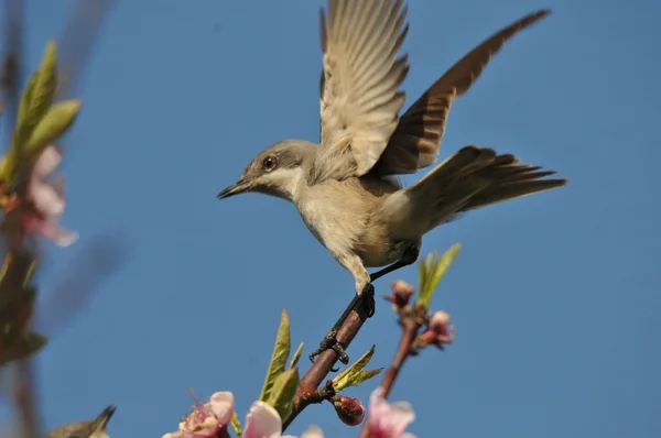 Ruiseñor — Foto de Stock