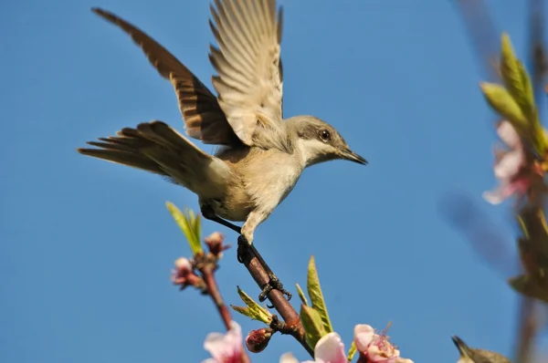 Nachtigall — Stockfoto