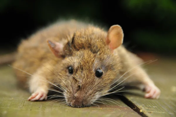 Rato close-up — Fotografia de Stock