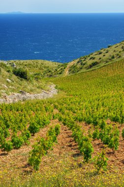 üzüm bağları, sveta tepe, Hırvatistan batısında hvar Adası'nın güney kıyılarında