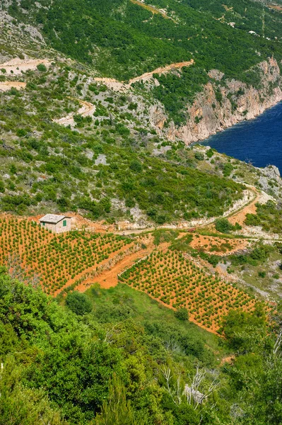 Vignobles, côte sud de l'île de Hvar, à l'ouest de Sveta Nedjelja, Croatie — Photo