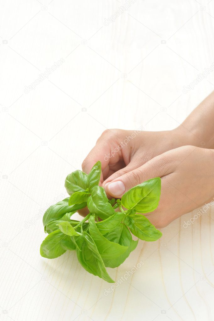 Basil, hands of young woman holding fresh herbs