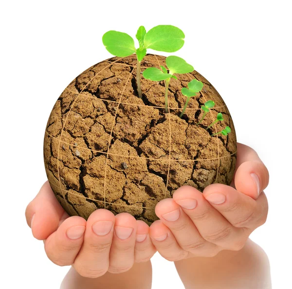 Plant growing out of parched planet in hands, evolution concept — Stock Photo, Image