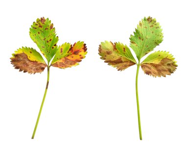 Strawberry leaf with the fungal disease, leaf scorch caused by Diplocarpon earlianum clipart