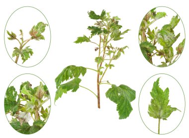 gri küf, botrytis cinerea, botryotinia fuckeliana tarafından Siyah frenk üzümü enfeksiyonu