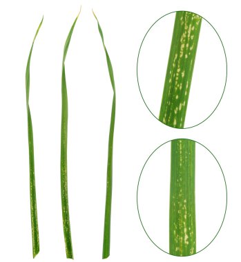 sarımsak allium yaprak mayın, phytomyza (napomyza) gymnostoma tarafından saldırıya bırakır