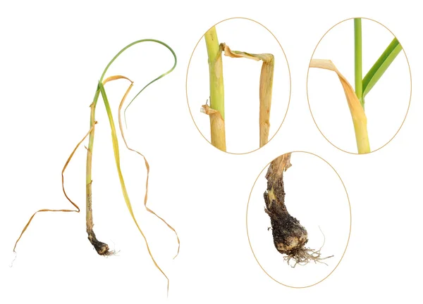 Infección de ajo por podredumbre blanca, Esclerotium cepivorum —  Fotos de Stock