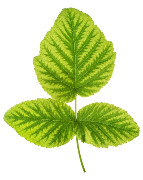 Ijzertekort in raspberry leaf, chlorose, geïsoleerd — Stockfoto