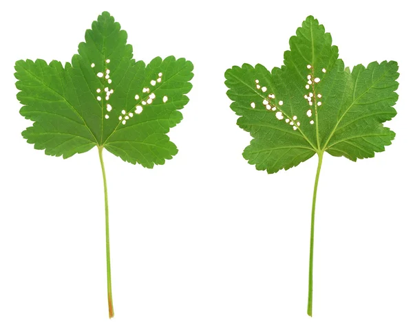 Hoja de grosella roja atacada por escarabajos pulgas —  Fotos de Stock