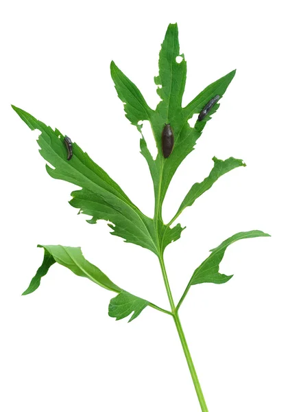 Slug skada av rudbeckia laciniata blad — Stockfoto