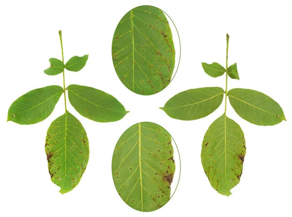 Leaf of walnut tree attacked by mite, Aceria erineus — Stock Photo, Image