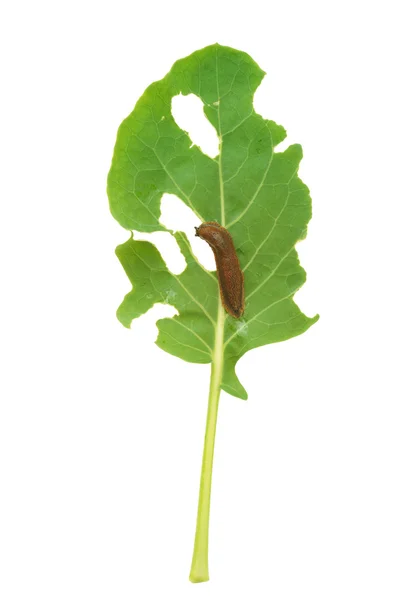 Slug damage of green kohlrabi leaf — Stock Photo, Image