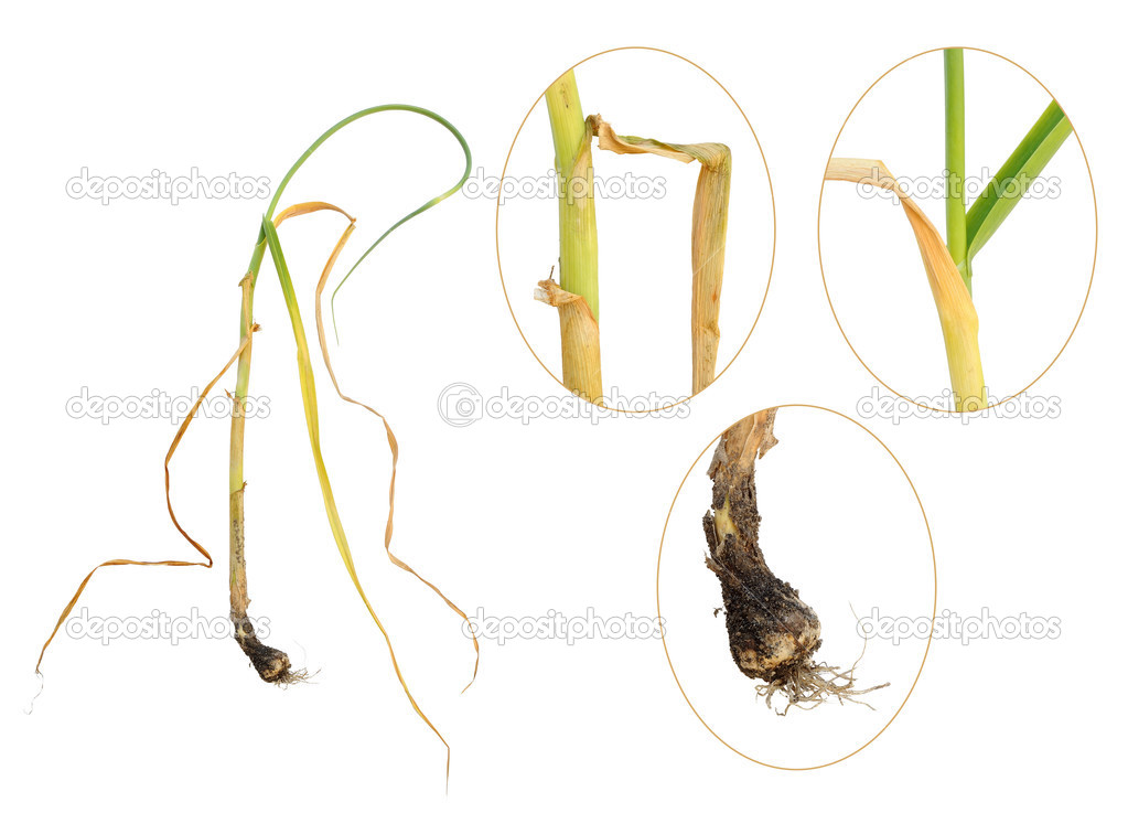 Infection of garlic by white rot, Sclerotium cepivorum