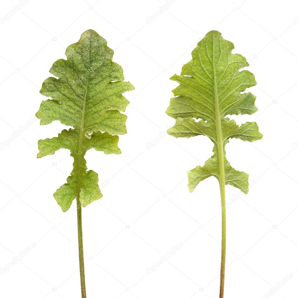 Colony of spider mite on gerbera plant, Tetranychidae, isolated