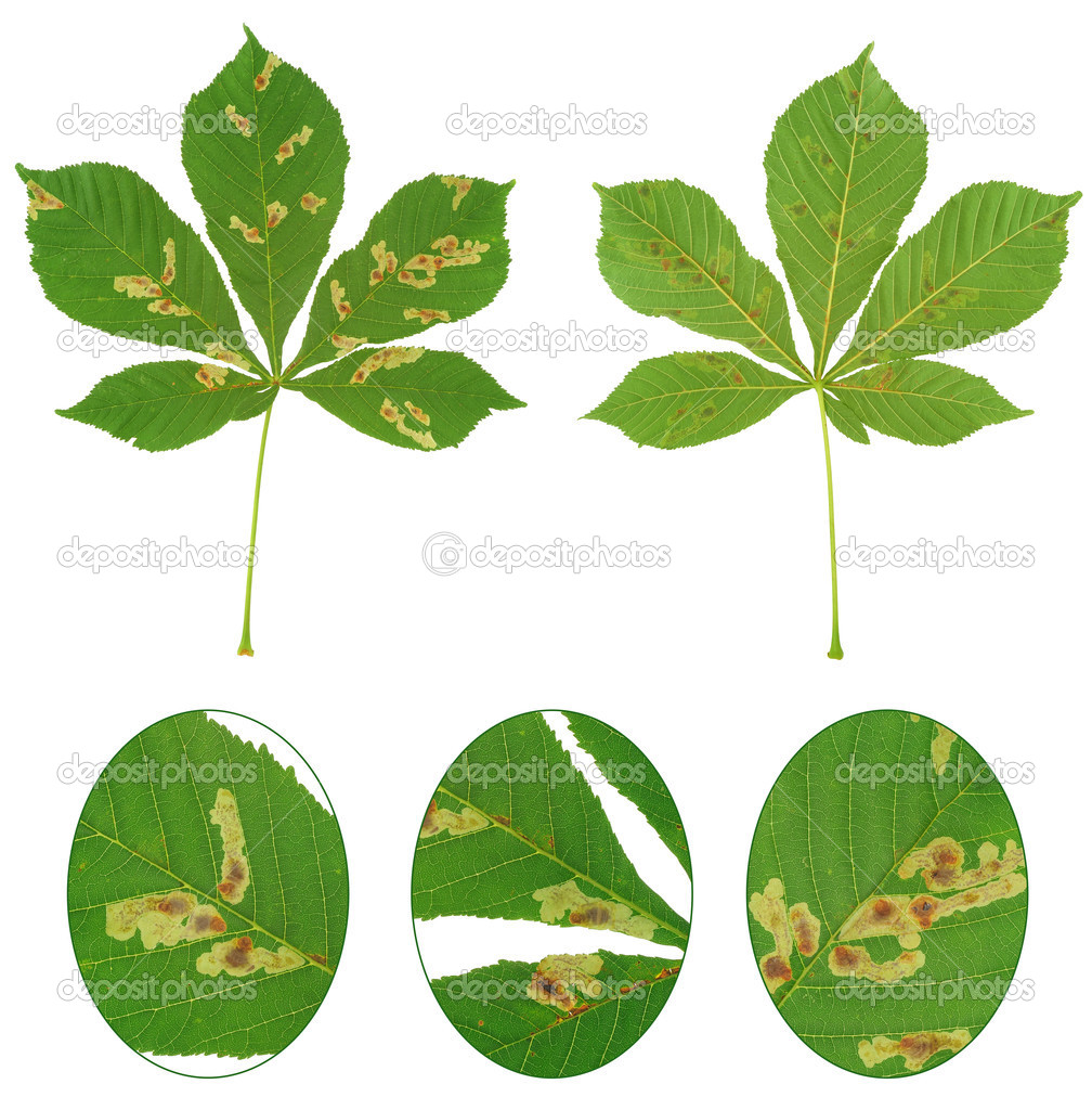 Leaf of chestnut tree attacked by horse-chestnut leaf miner, Cameraria ohridella