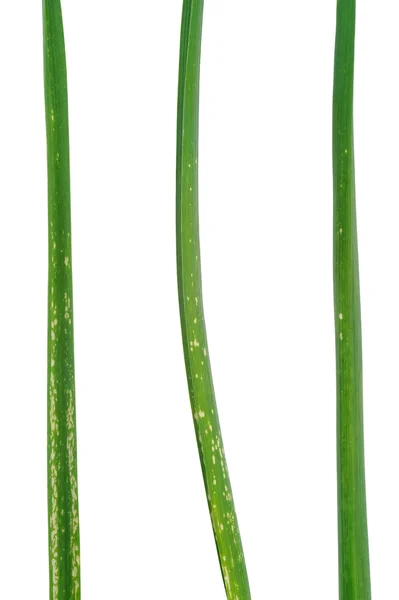 Garlic leaves attacked by allium leaf miner, Phytomyza (Napomyza) gymnostoma — Stock Photo, Image