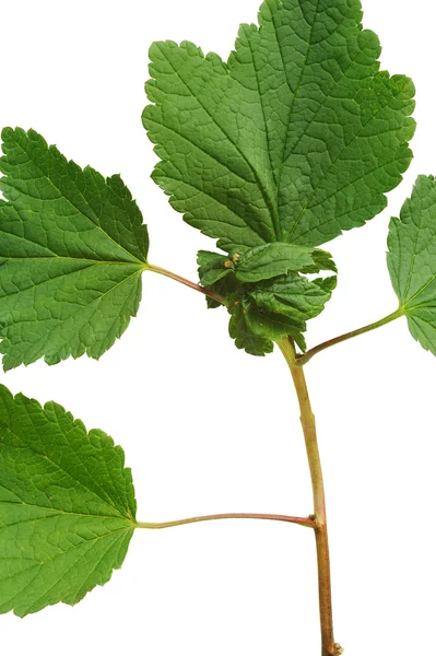 Sjuka röda vinbär blad, attackerad av bladlöss — Stockfoto