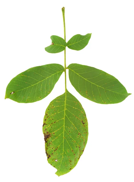 Leaf of walnut tree attacked by mite, Aceria erineus — Stock Photo, Image