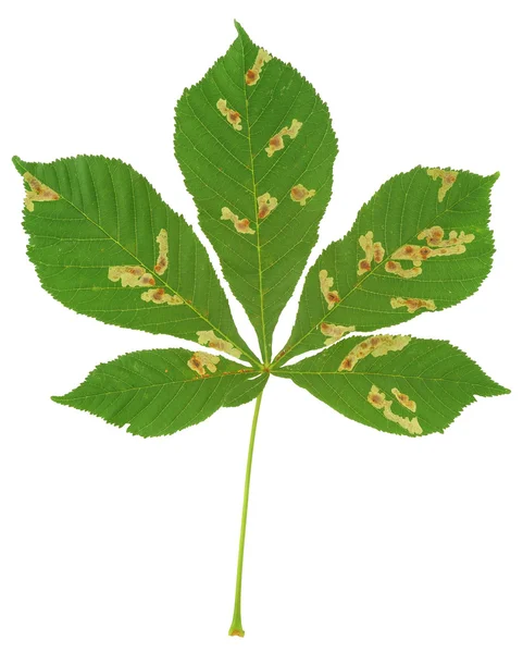 Chestnut tree attacked by leaf miner, Cameraria ohridella — Stock Photo, Image