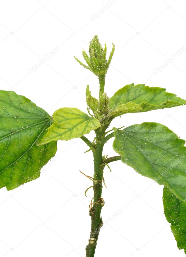 Hibiscus plant attacked by aphids, isolated