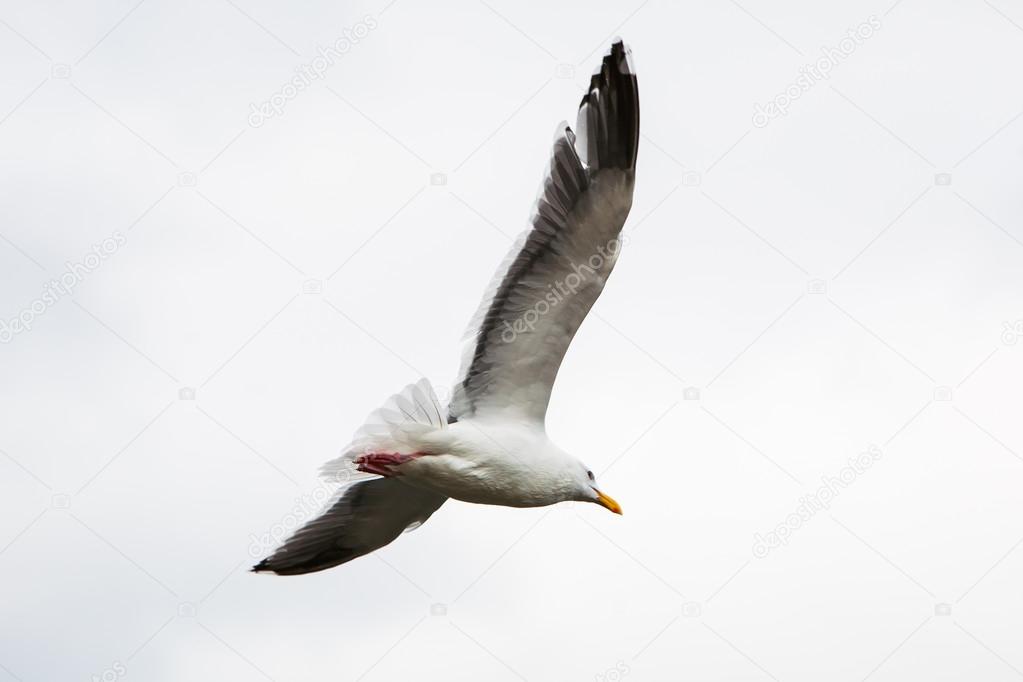 White seagull soaring in the  sky