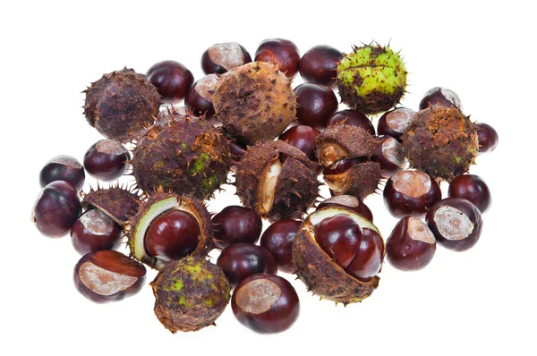 Horse chestnut — Stock Photo, Image