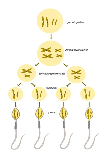 Spermatogenesi — Vettoriale Stock