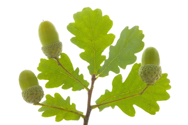 Foglie di quercia — Foto Stock