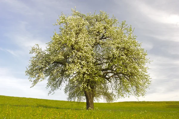 Appelboom — Stockfoto