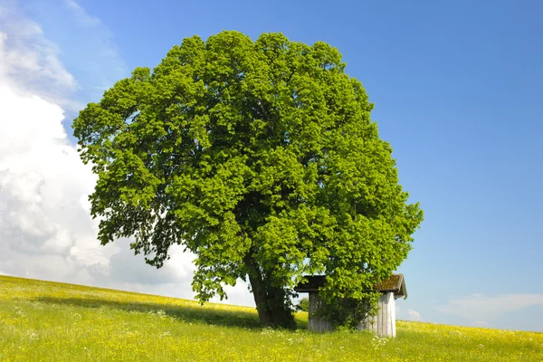 Linden дерево — стокове фото