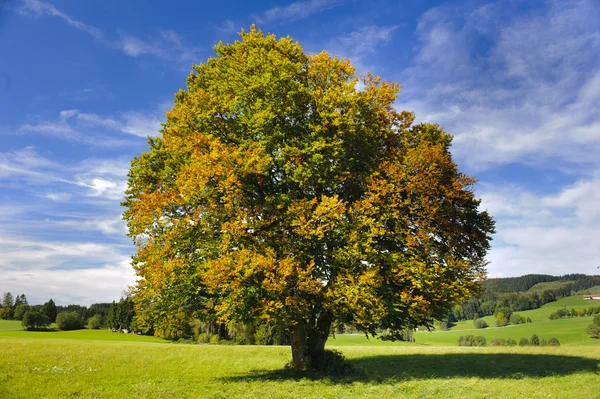 Árbol de haya único — Foto de Stock