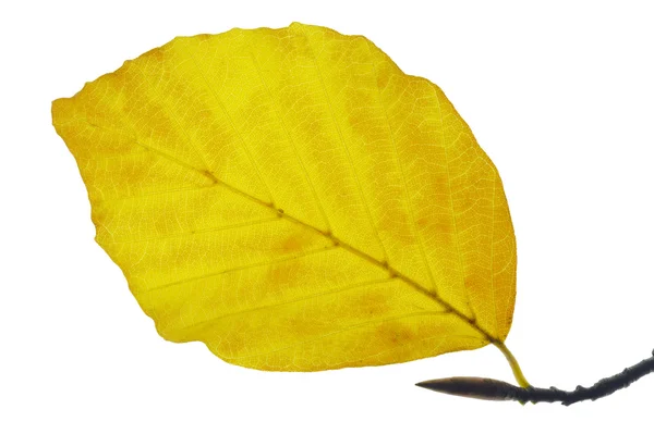 Buk liść — Zdjęcie stockowe