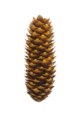 Koni.
