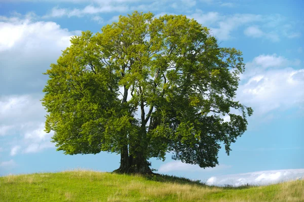 Árbol de haya único —  Fotos de Stock