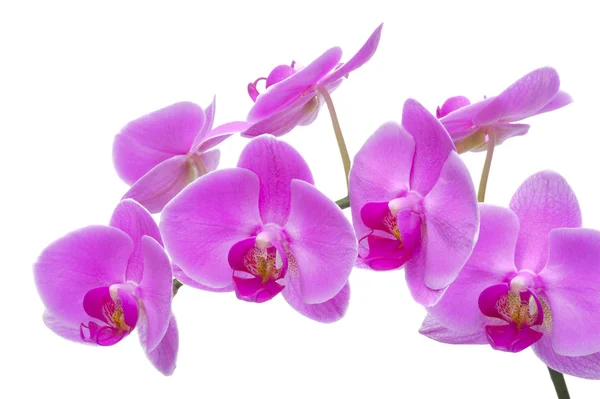 Orchid — Stock Image Orchid Stock Picture