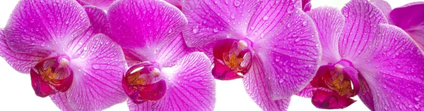 Flor de orquídea — Fotografia de Stock