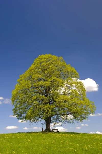 Albero di tiglio singolo — Foto Stock