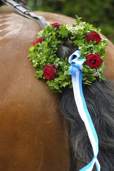 Paard staart — Stockfoto