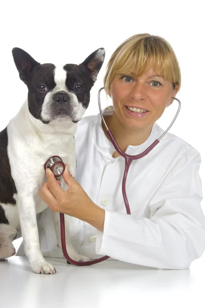 Veterinär läkare med hund — Stockfoto