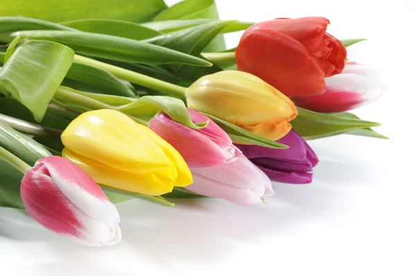 Bos van tulp bloemen — Stockfoto