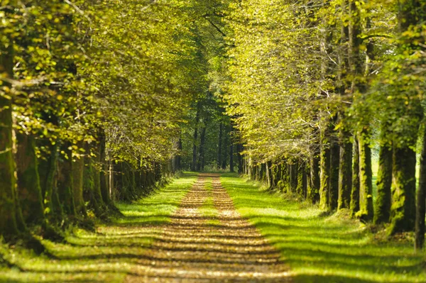 Baumallee — Stockfoto