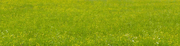 Panorama łąka — Zdjęcie stockowe