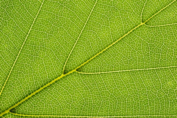 Szczegóły Buk liść — Zdjęcie stockowe